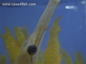 Foto Galerie/Syngnathiformes/Entelurus aequoreus/Entelurus aequoreus_04_S.jpg